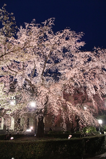 1934-12.4.10祇園枝垂れ　縦.jpg